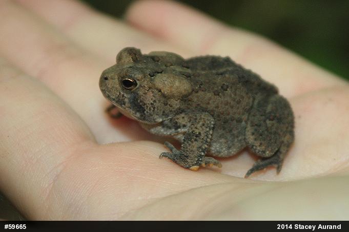Eastern American Toad