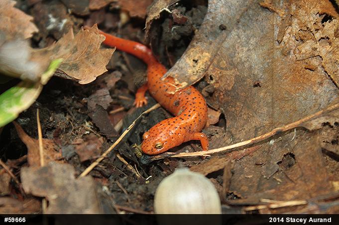 Northern Red Salamander