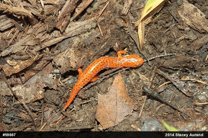 Northern Red Salamander