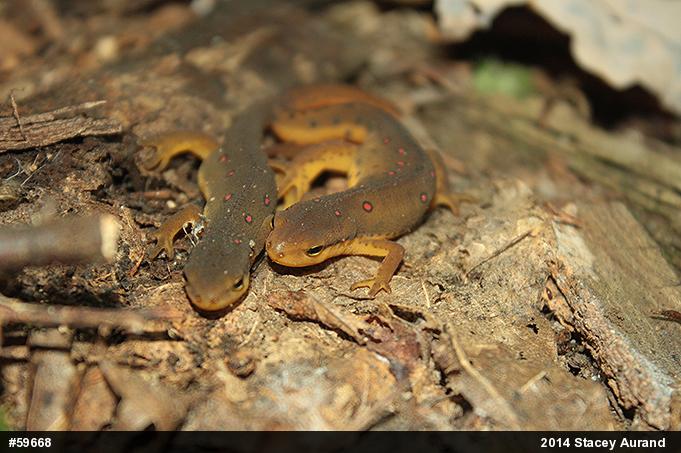 Red-spotted Newt