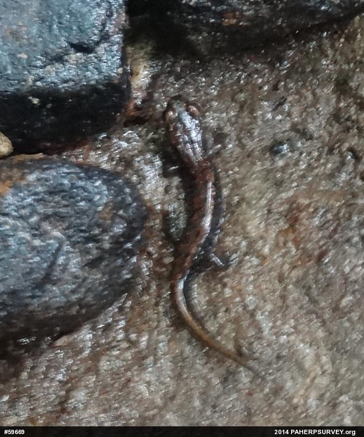 Northern Dusky Salamander