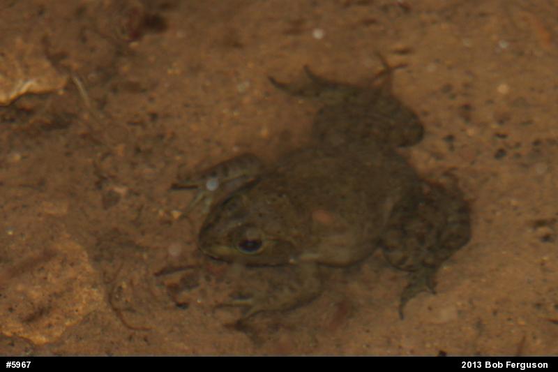 American Bullfrog
