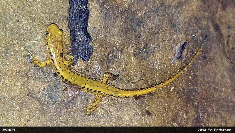 Eastern Long-tailed Salamander