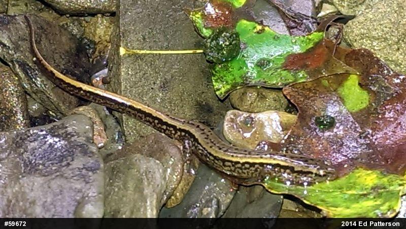 Northern Two-lined Salamander