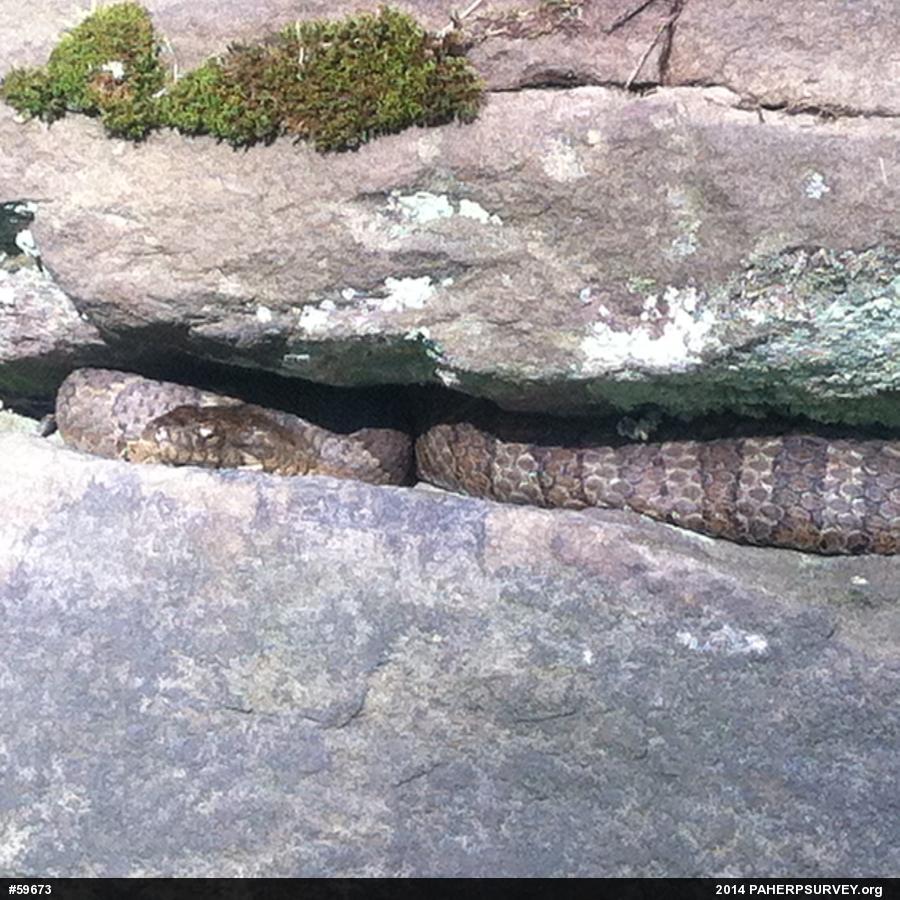 Northern Watersnake