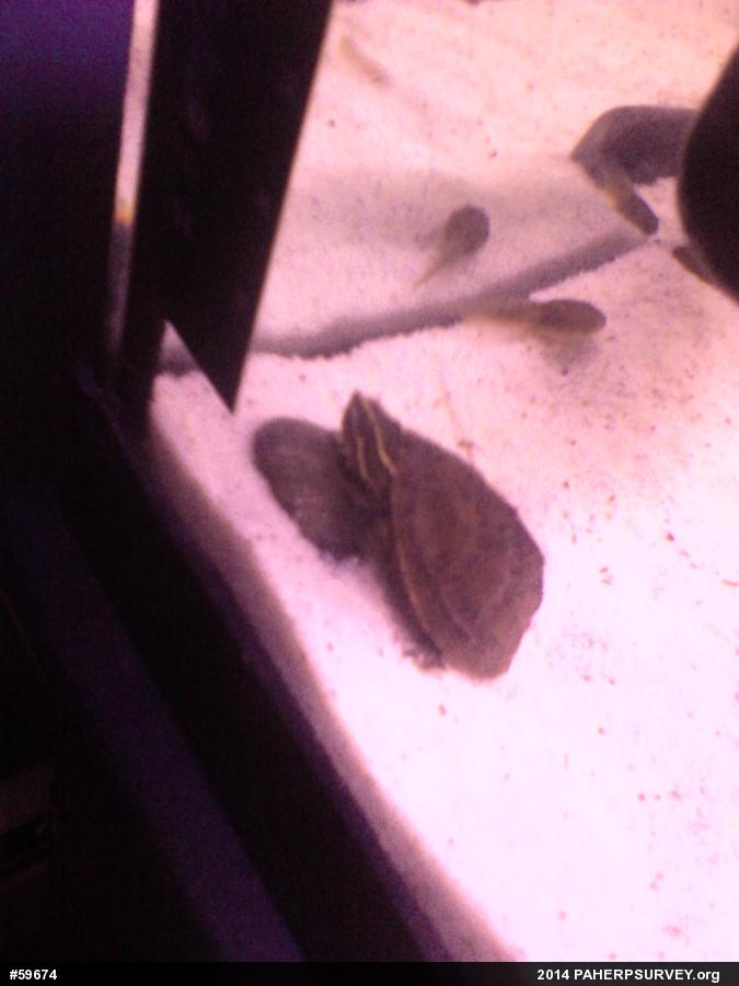 Eastern Musk Turtle