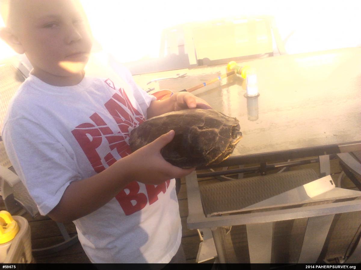 Northern Map Turtle