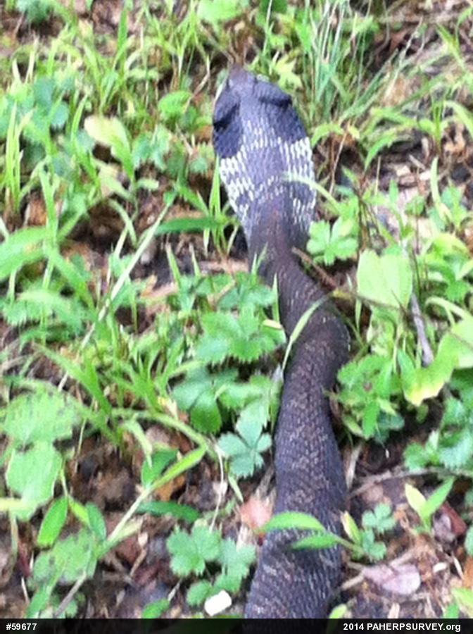 Eastern Hog-nosed Snake