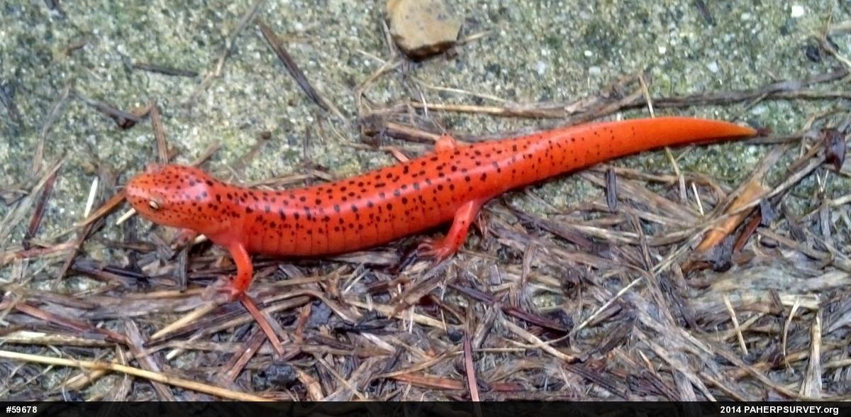 Northern Red Salamander