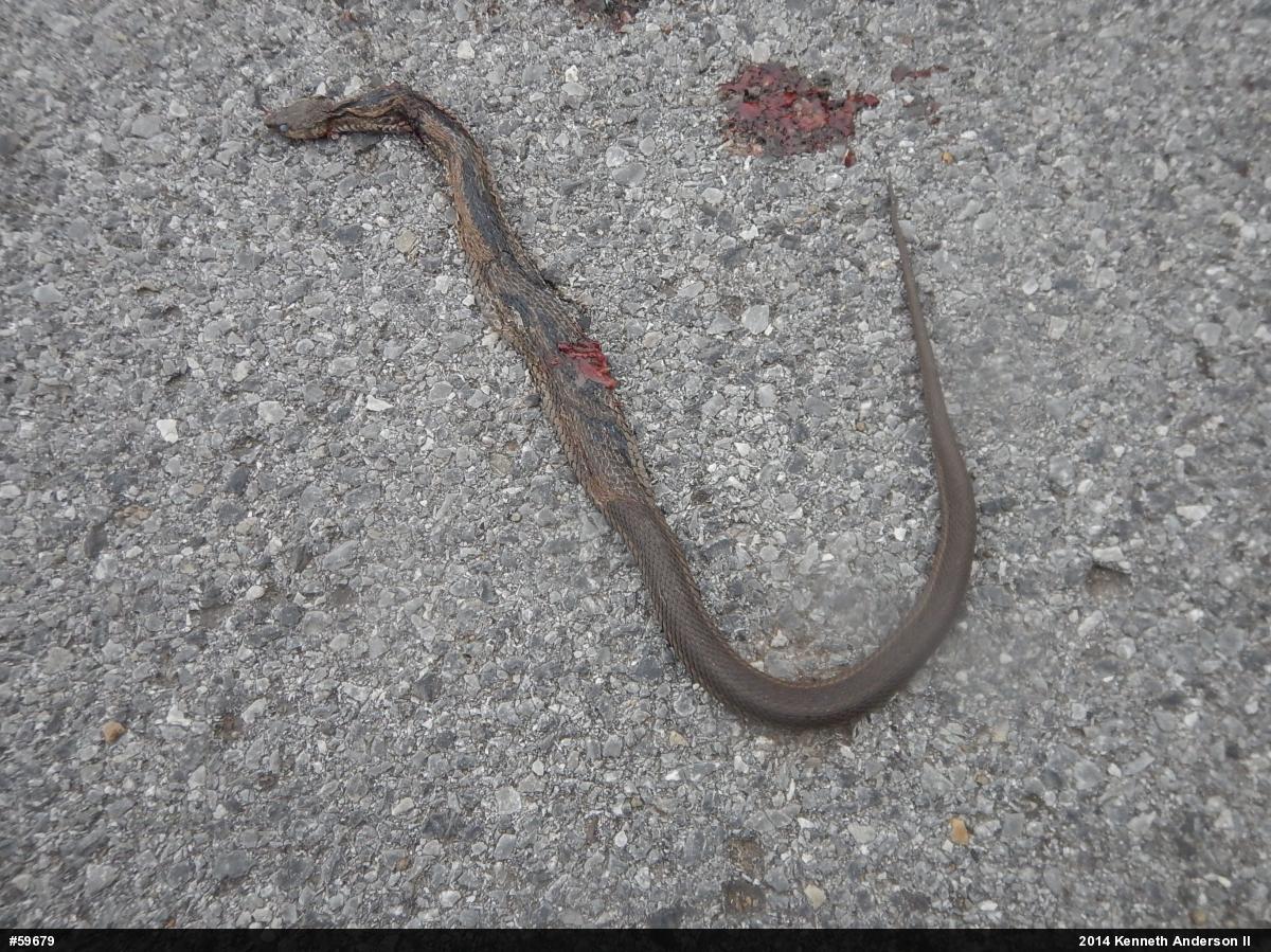 Eastern Gartersnake