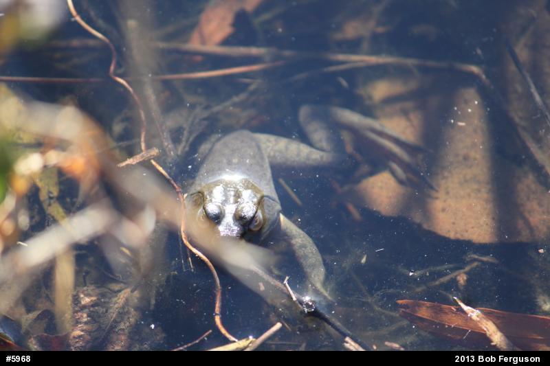 American Bullfrog