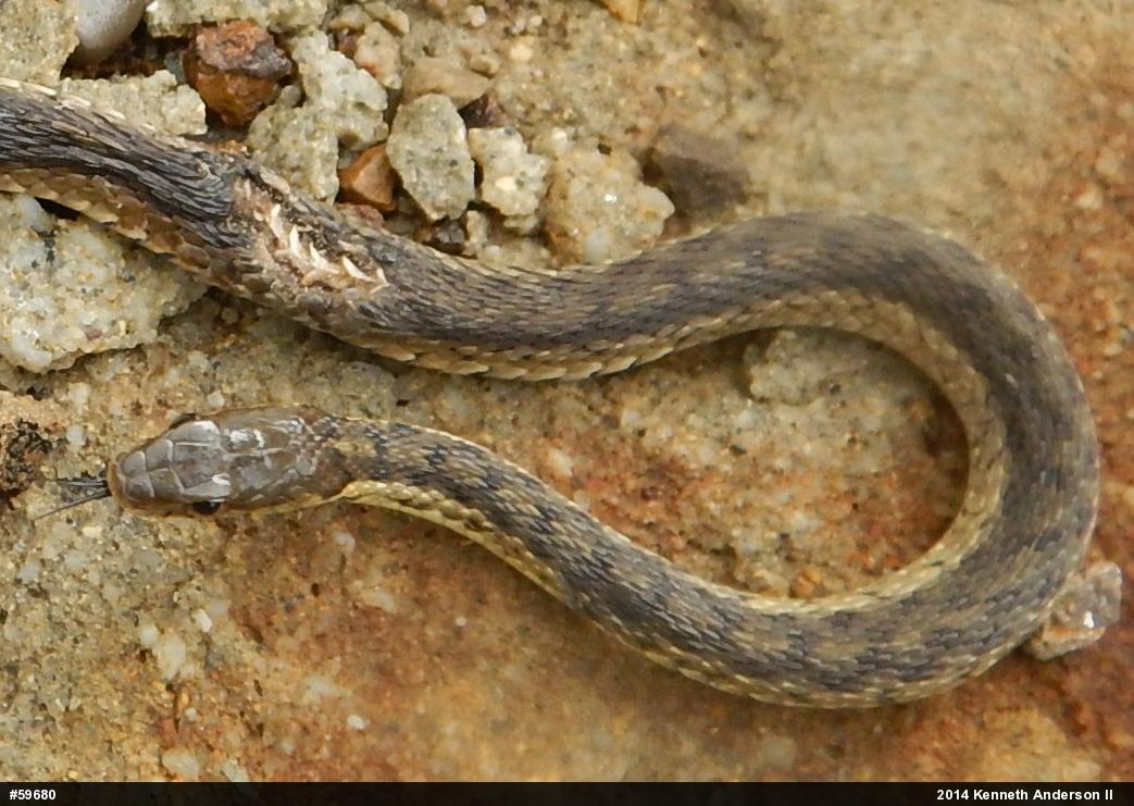 Eastern Gartersnake