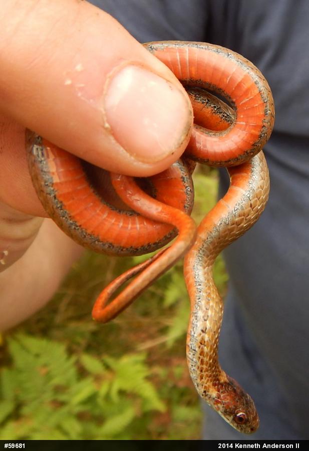 Red-bellied Snake