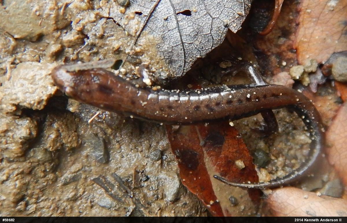 Allegheny Mountain Dusky Salamander