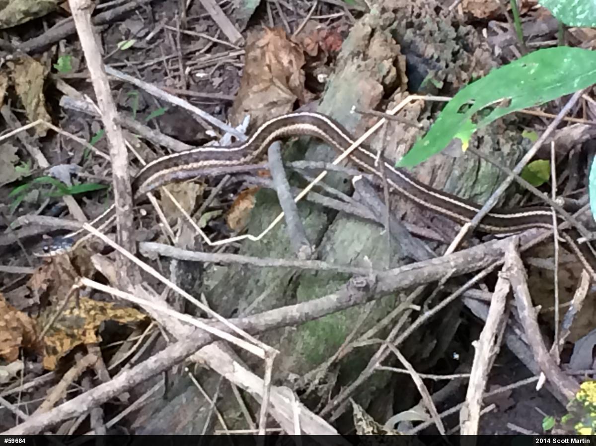 Eastern Gartersnake