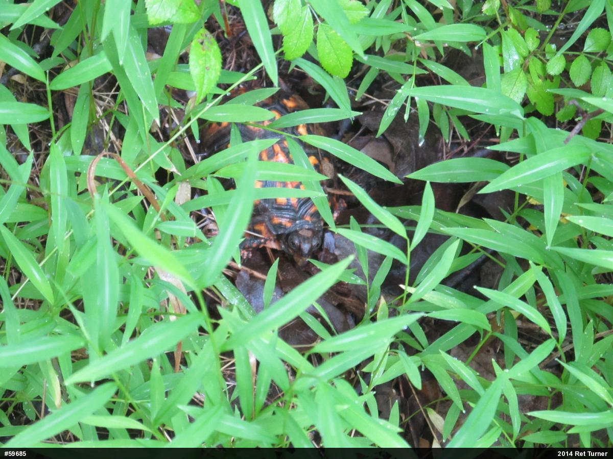 Eastern Box Turtle