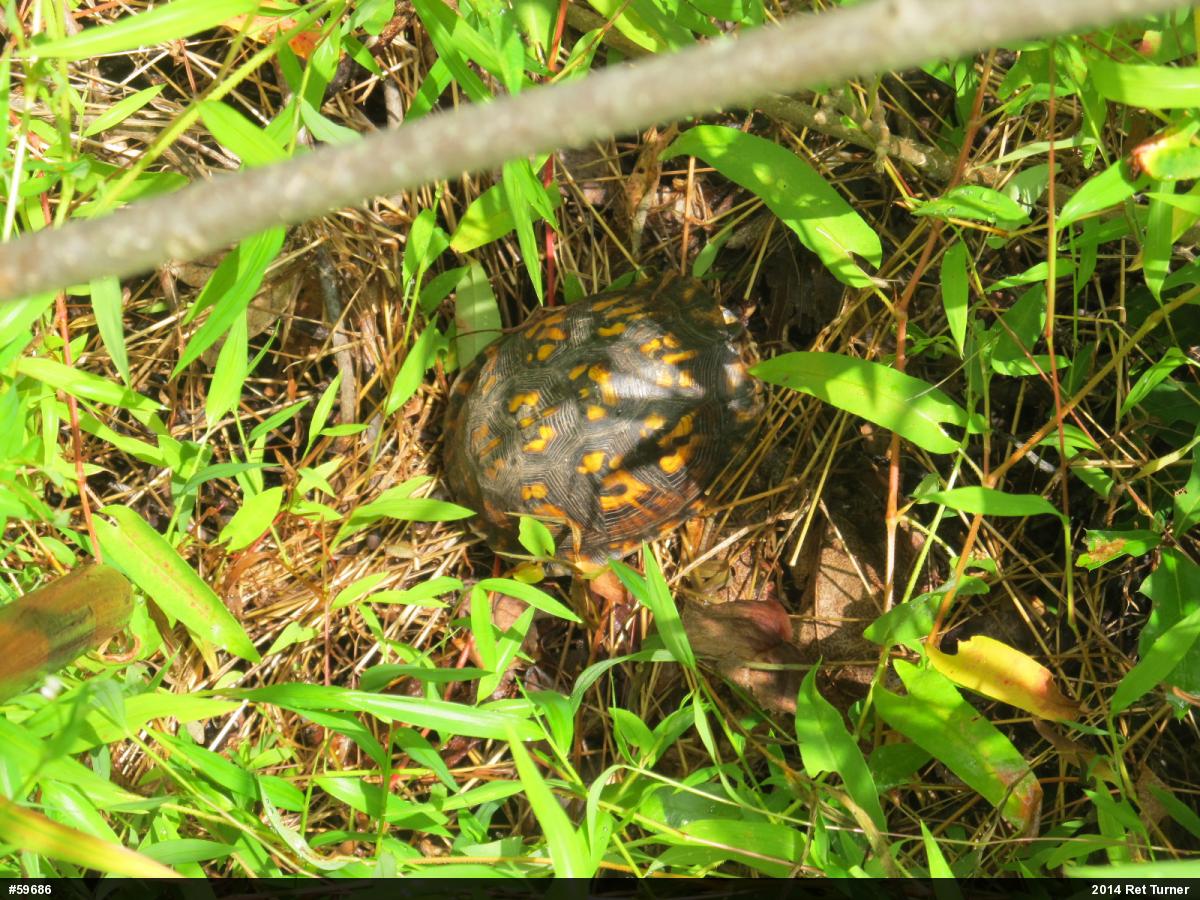 Eastern Box Turtle