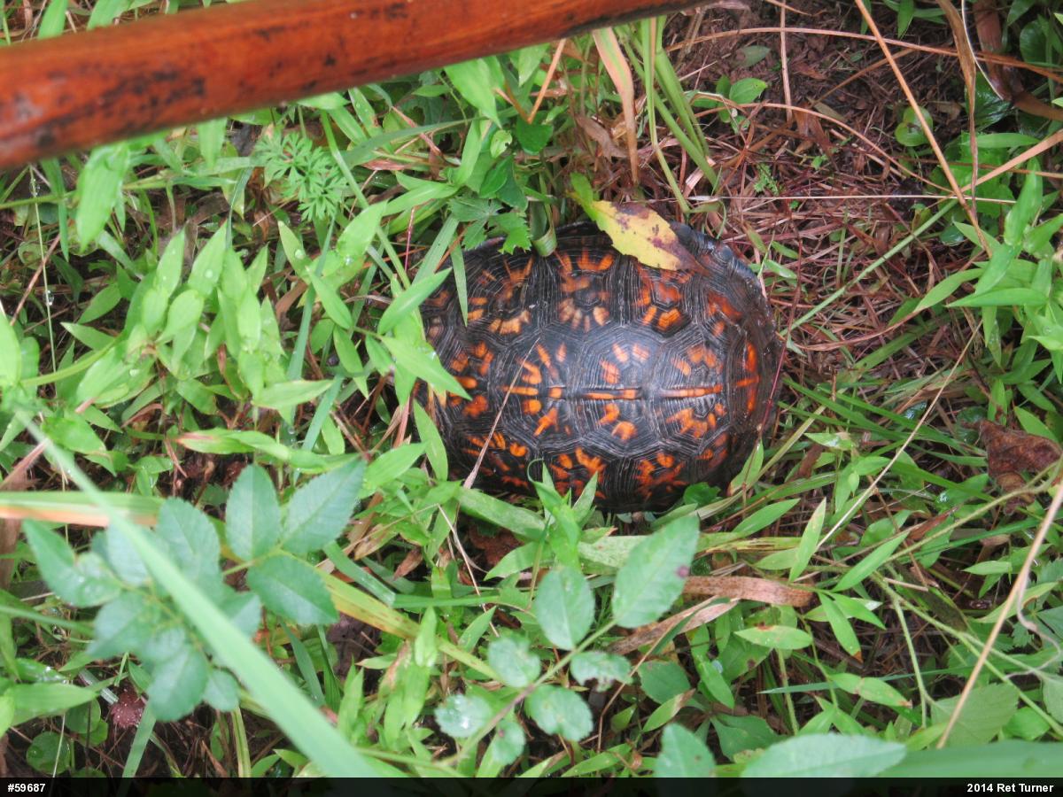 Eastern Box Turtle