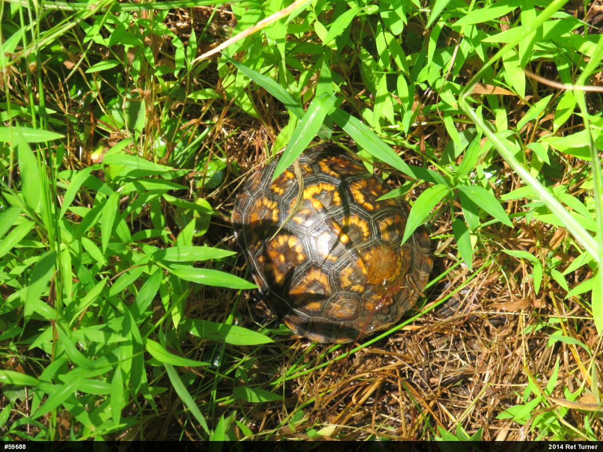 Eastern Box Turtle