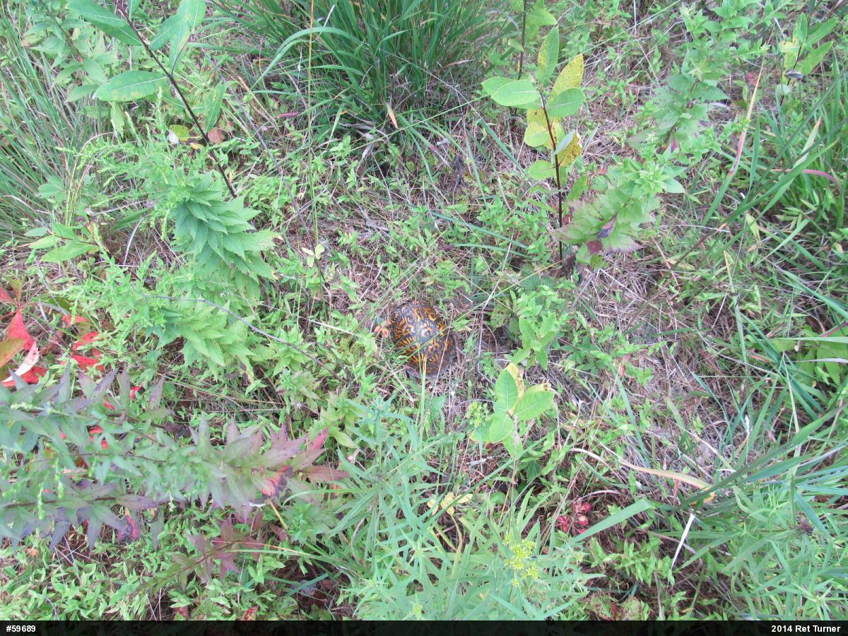 Eastern Box Turtle