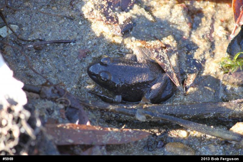 American Bullfrog