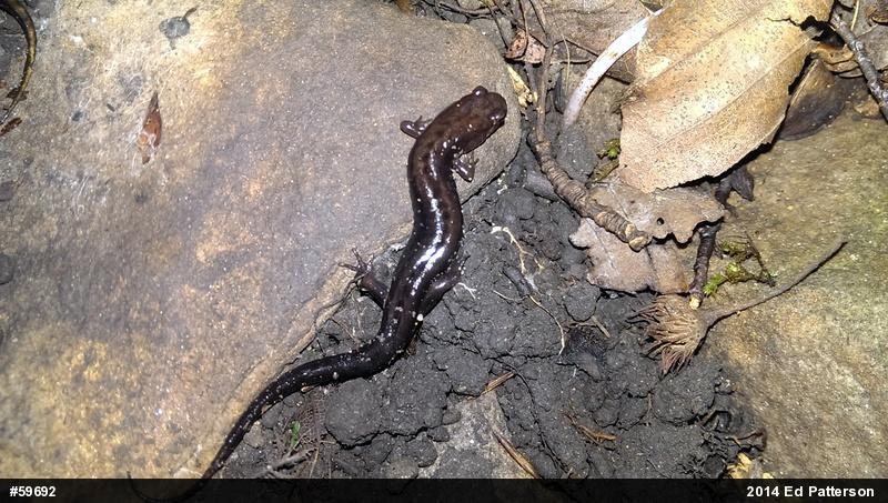 Allegheny Mountain Dusky Salamander