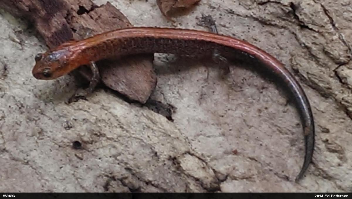 Eastern Red-backed  Salamander