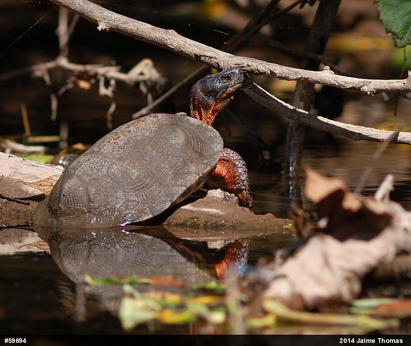 Wood Turtle