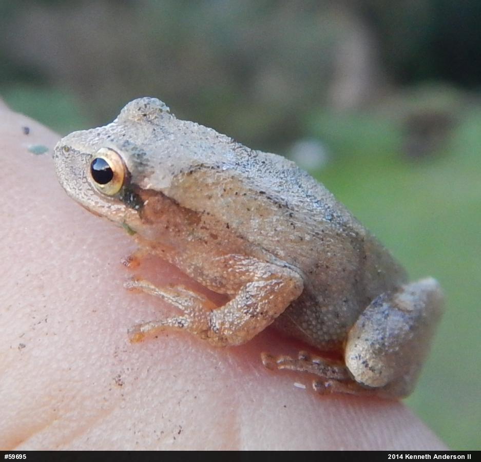 Spring Peeper