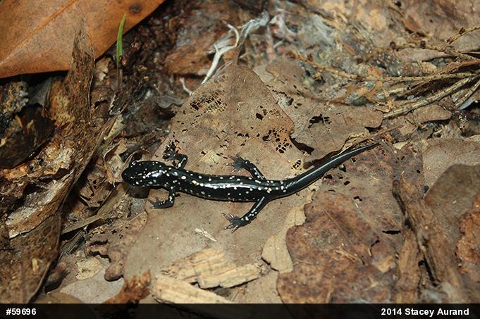 Northern Slimy Salamander