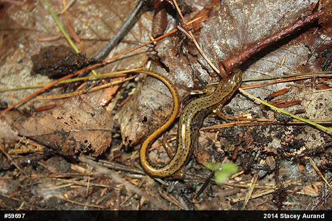 Northern Two-lined Salamander