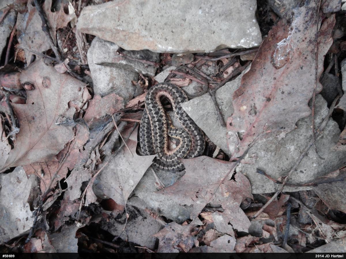 Eastern Gartersnake