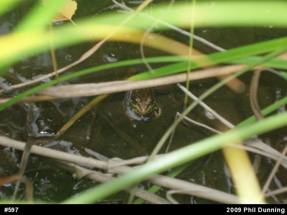 Green Frog