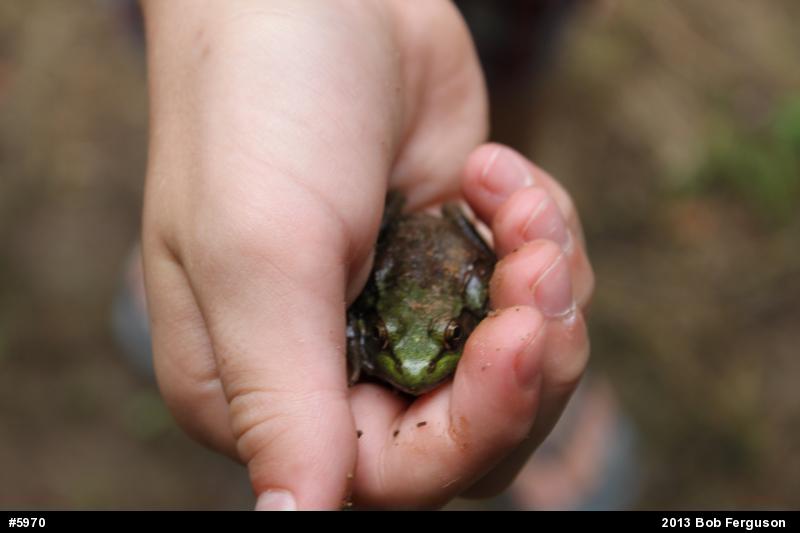 Green Frog
