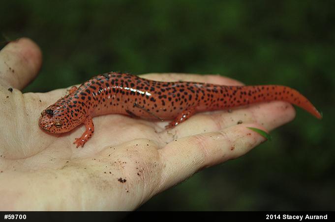 Northern Red Salamander