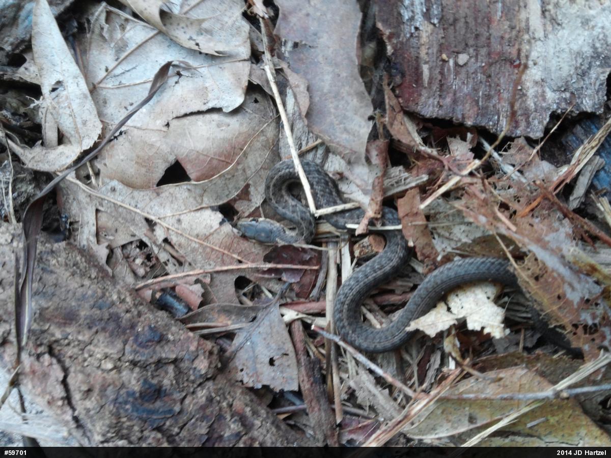 Eastern Gartersnake