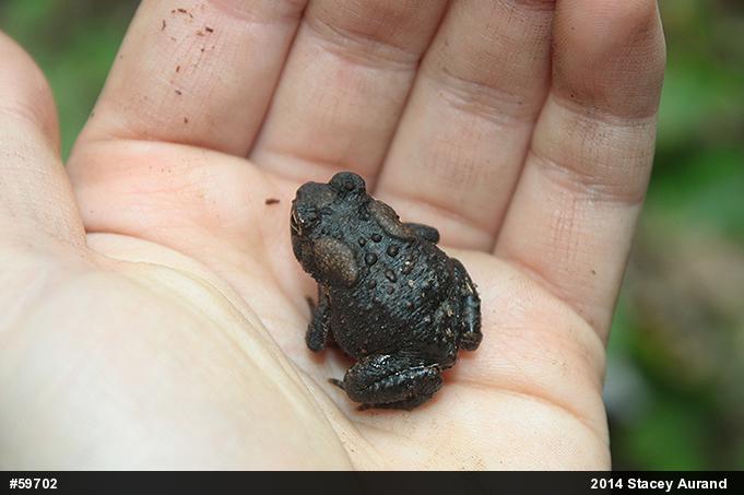 Eastern American Toad