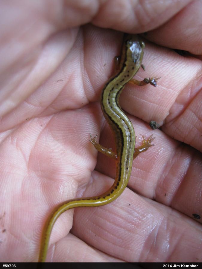 Northern Two-lined Salamander
