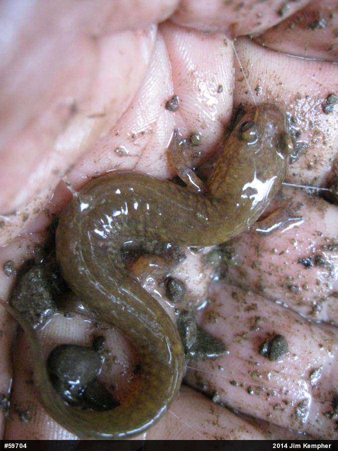 Northern Spring Salamander