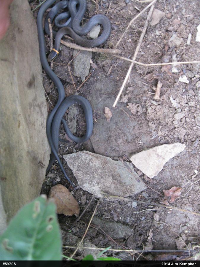 Northern Ring-necked Snake