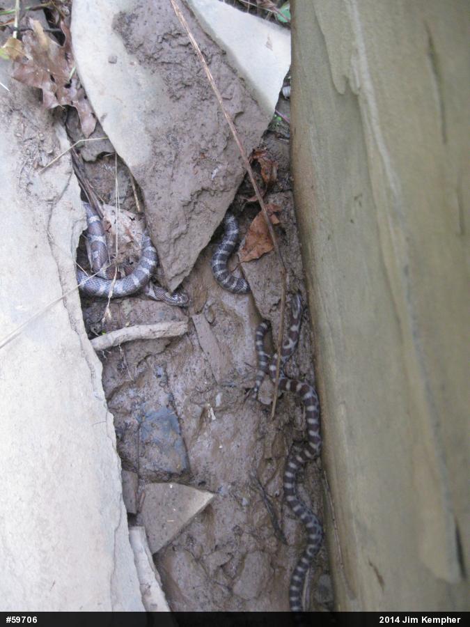 Eastern Milksnake