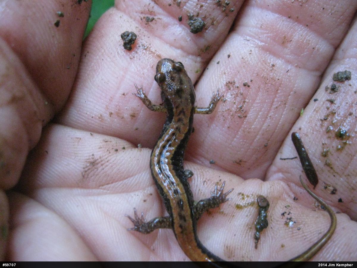 Allegheny Mountain Dusky Salamander