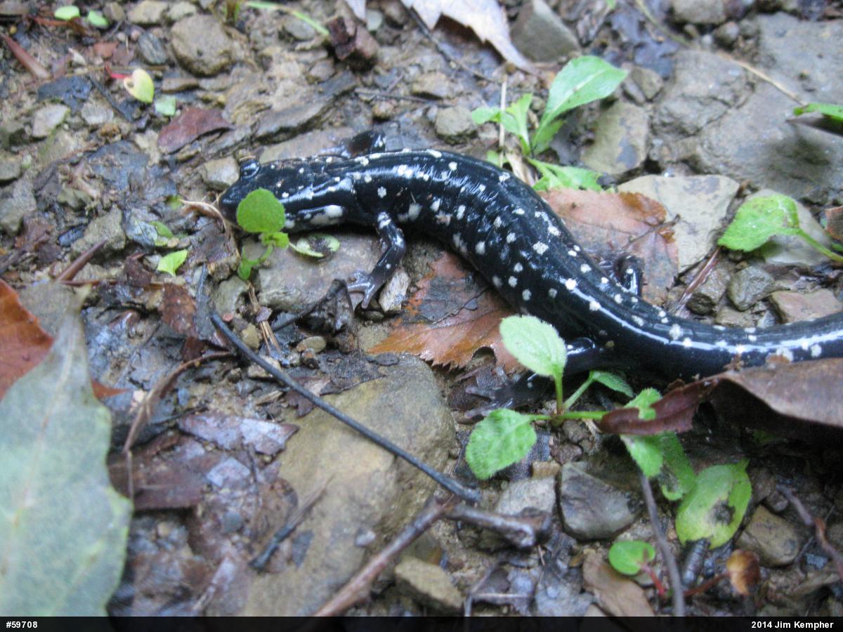 Northern Slimy Salamander