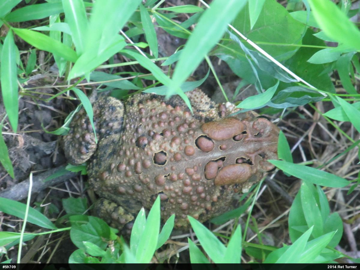 Eastern American Toad