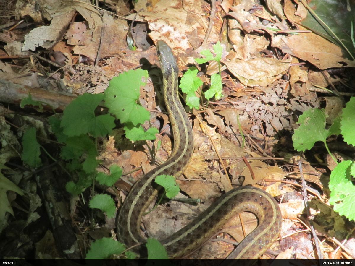 Eastern Gartersnake