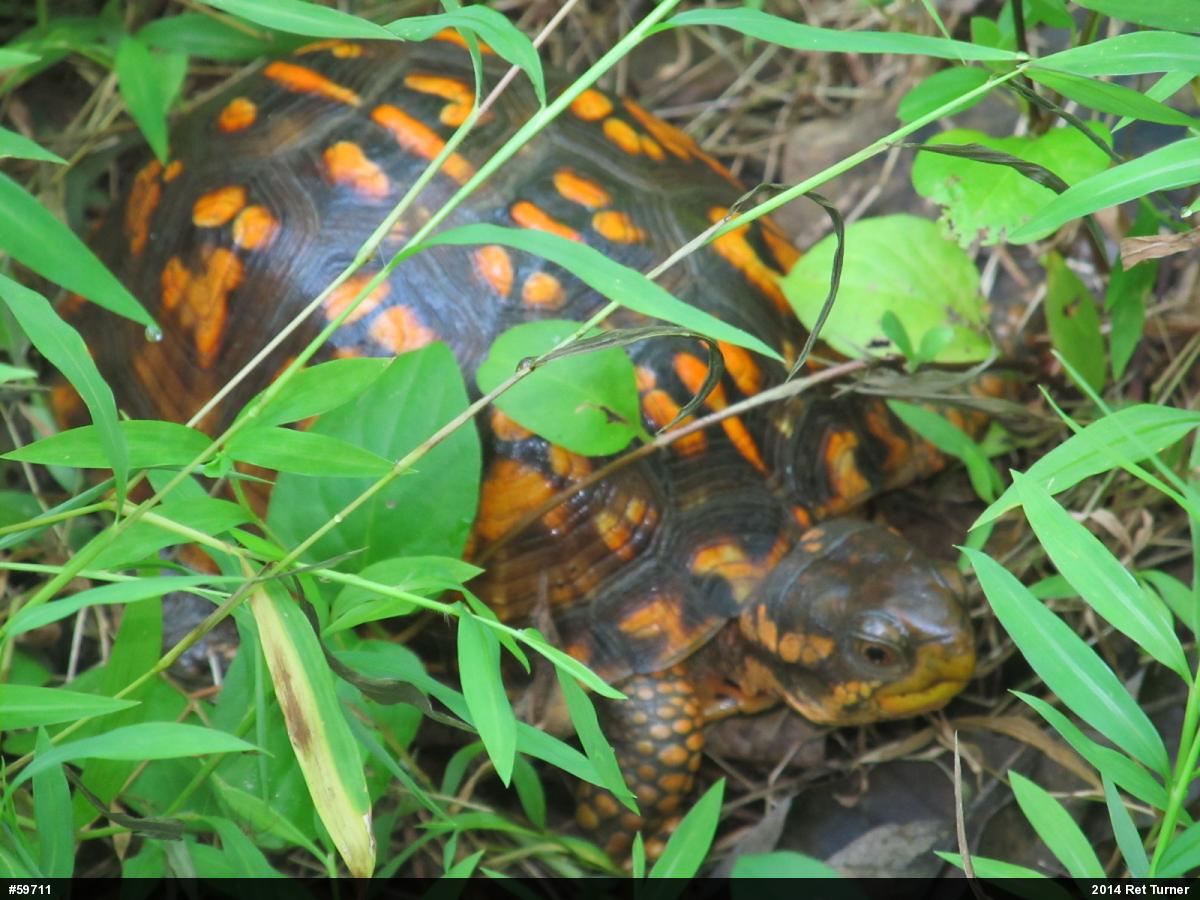 Eastern Box Turtle