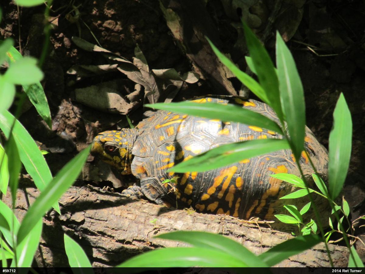 Eastern Box Turtle