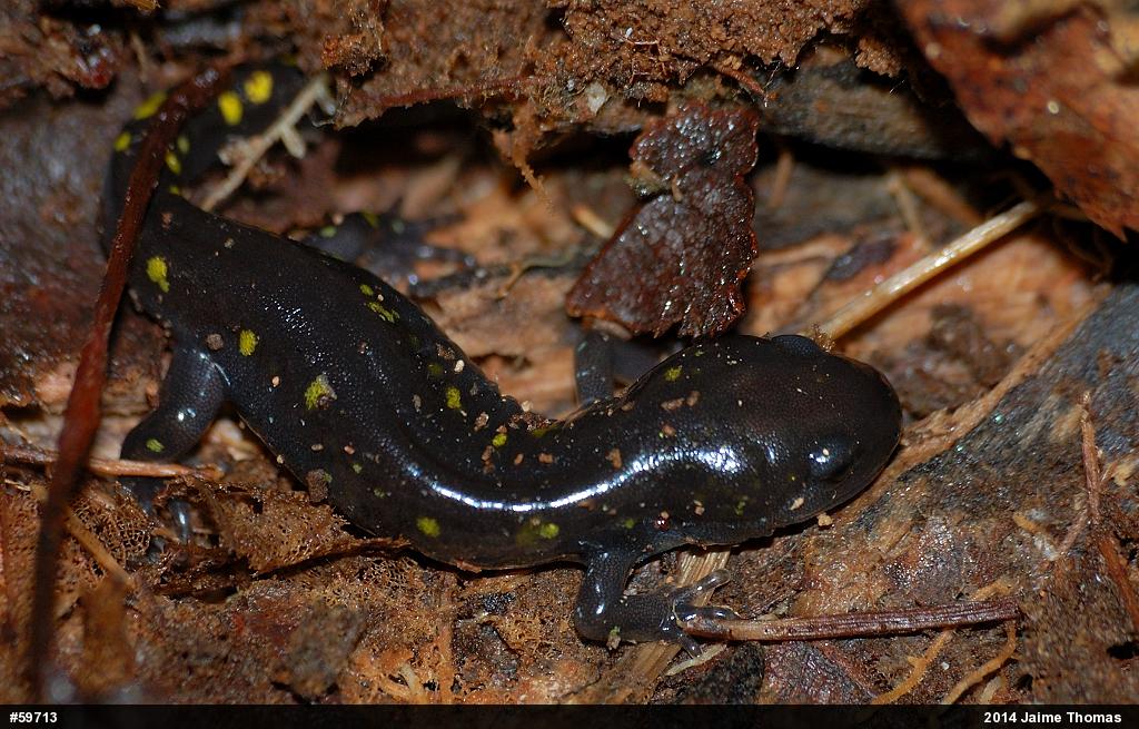 Spotted Salamander