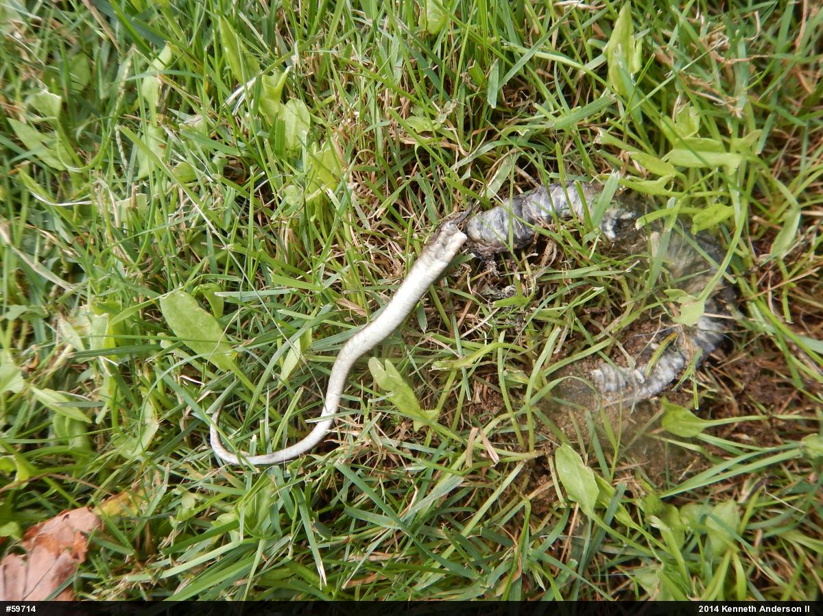 Shorthead Gartersnake