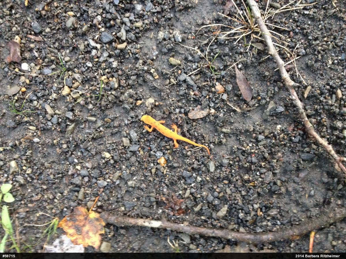 Red-spotted Newt